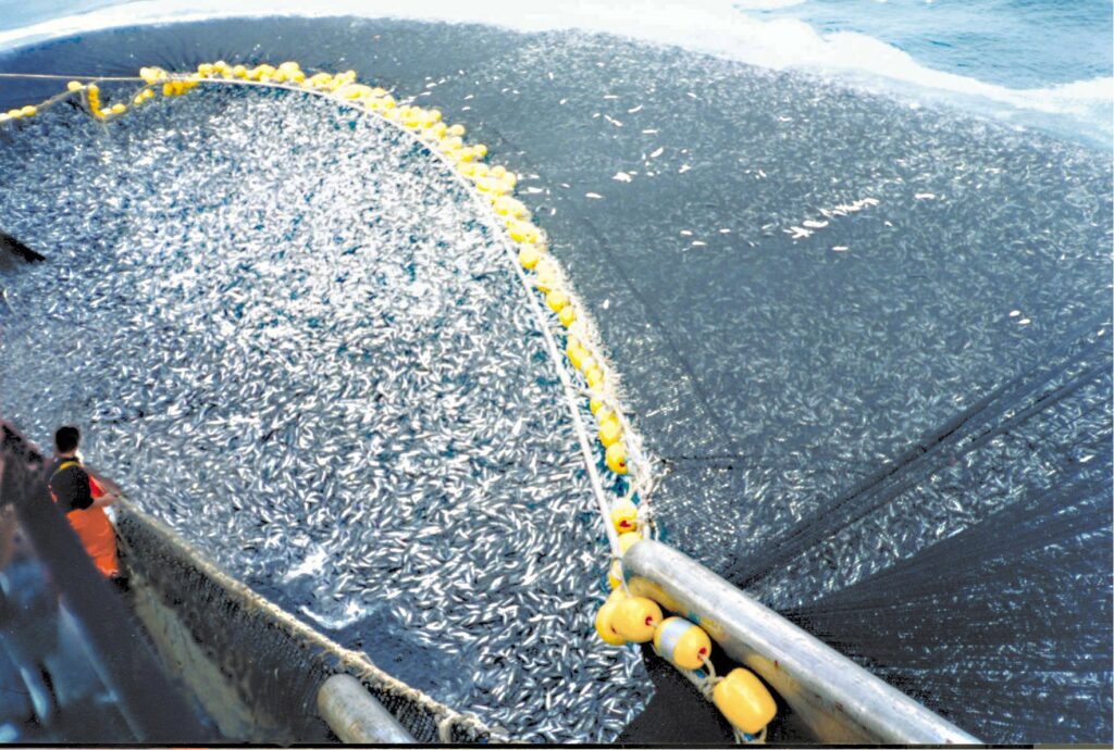 A massive fishing net scoops up fish